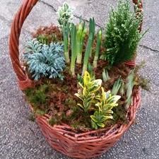 Brook Lane Nursery