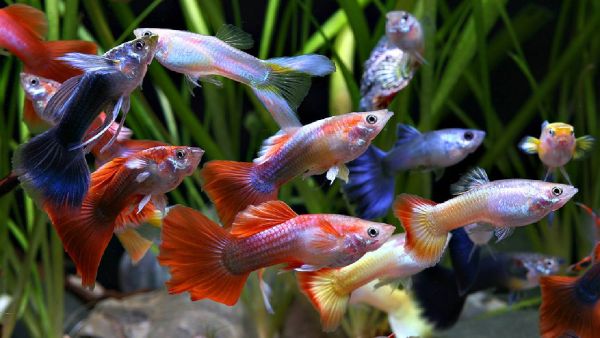 Timperley Aquatics